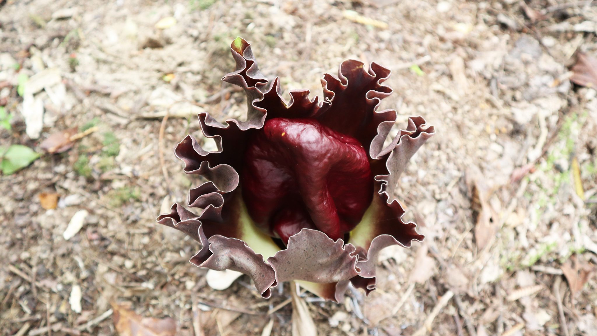 Tumbuhan Langka Koleksi Arboretum Sylva Untan Ini Berhasil Mekar. Ini ...