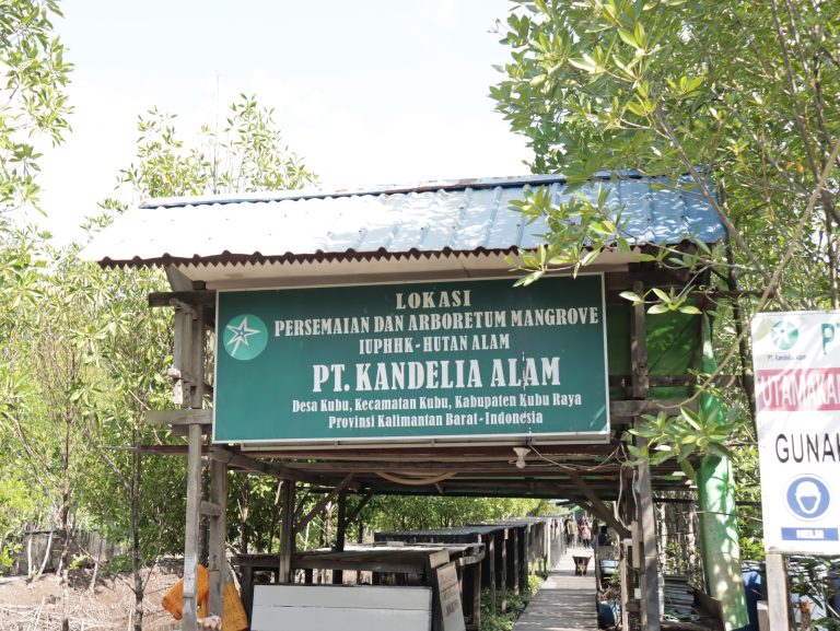 Hands-on experience by cruise across the mangrove and peatlands forest of                   PT Kandelia Alam, Kubu Raya Regency