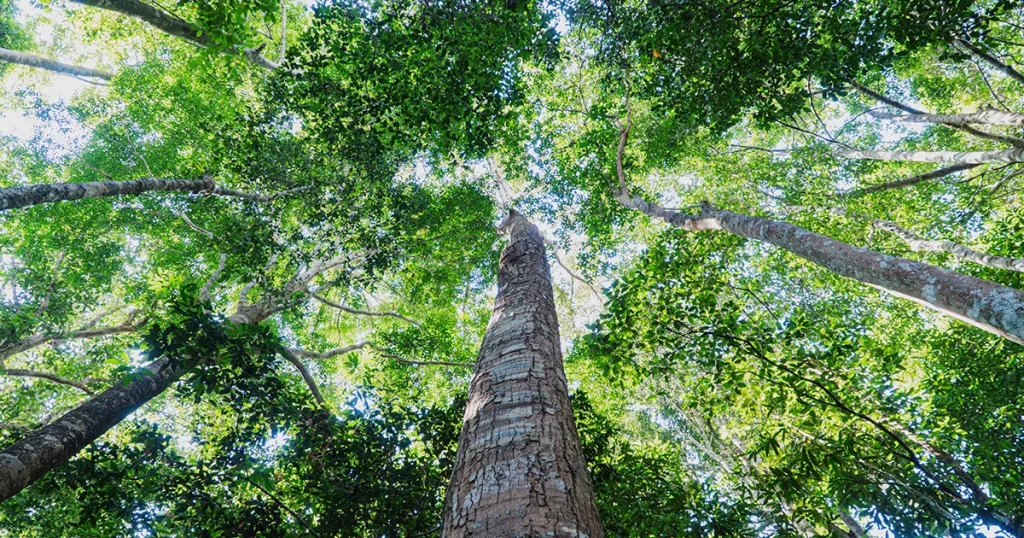 Foto tajuk kanopi pohon hutan hujan tropis dari bawah di hutan adat Sekadau.